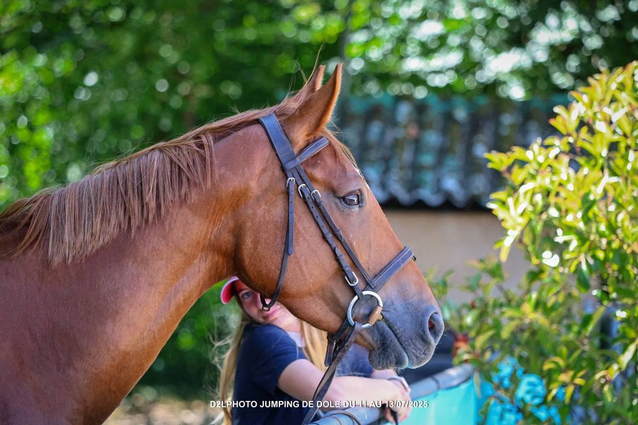 Cavalla Origine non conosciuta  In vendita 2021 Sauro