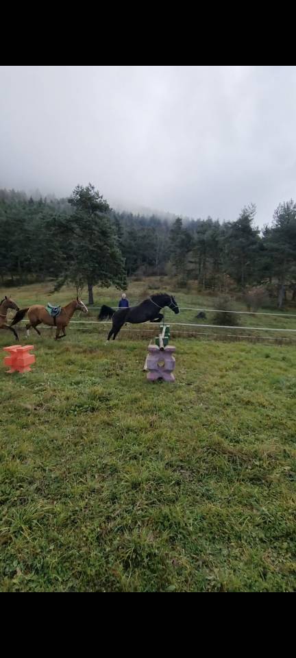 Cavalla Origine non conosciuta  In vendita 2018 Nero ,  Duman AT