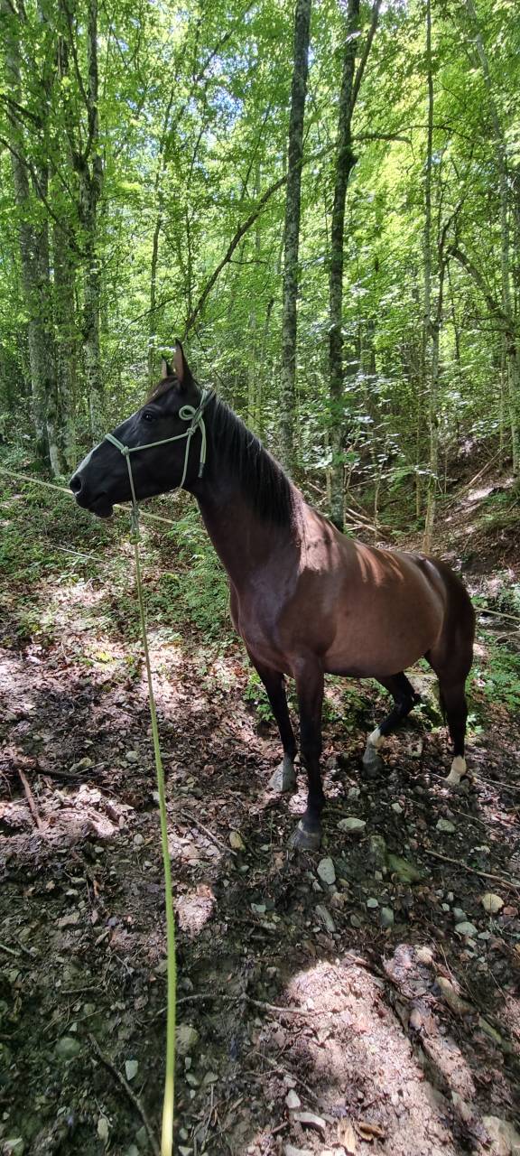 Cavalla Origine non conosciuta  In vendita 2018 Nero ,  Duman AT