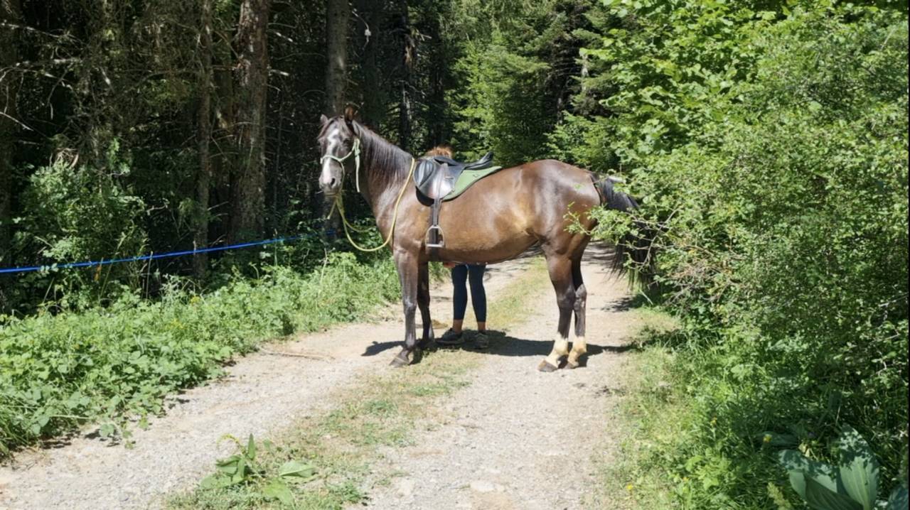 Cavalla Origine non conosciuta  In vendita 2018 Nero ,  Duman AT