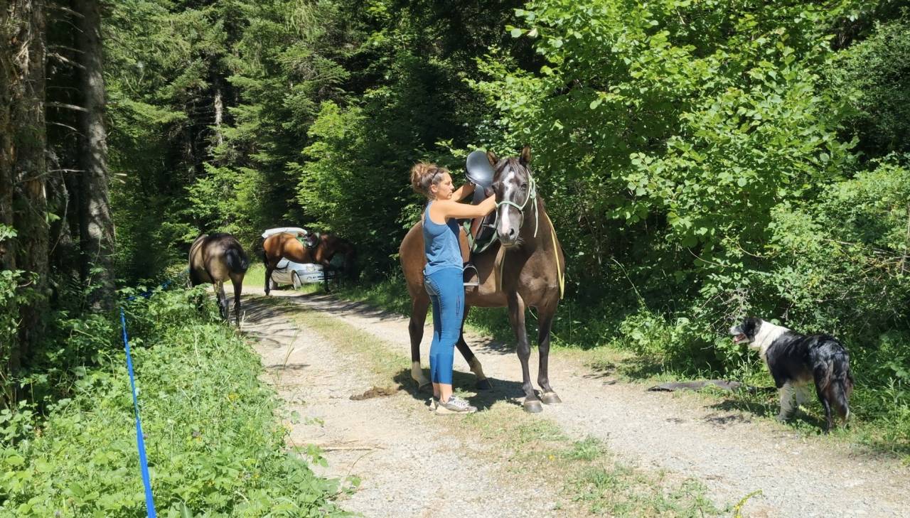 Cavalla Origine non conosciuta  In vendita 2018 Nero ,  Duman AT