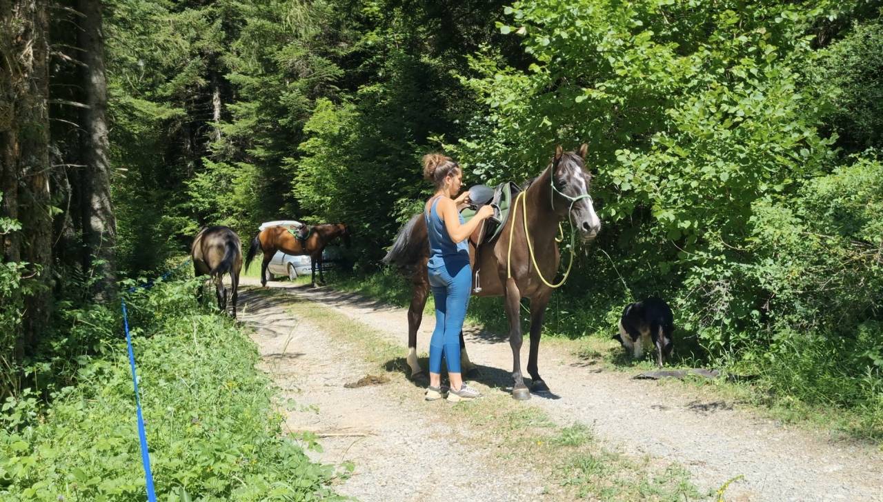 Cavalla Origine non conosciuta  In vendita 2018 Nero ,  Duman AT