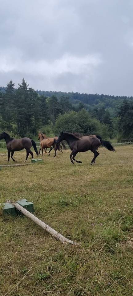 Castrone Origine non conosciuta  In vendita 2018 Nero ,  DUMAN
