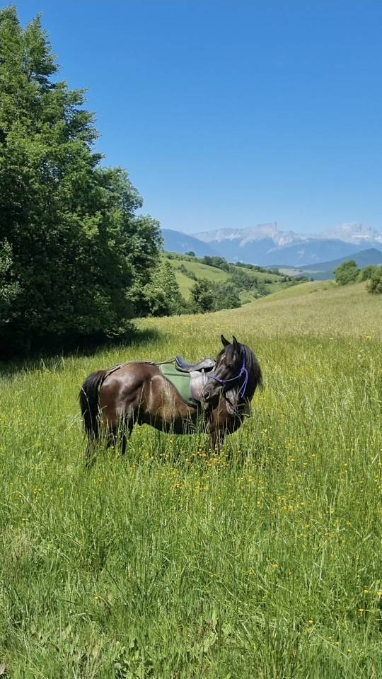 Castrone Origine non conosciuta  In vendita 2018 Nero ,  DUMAN