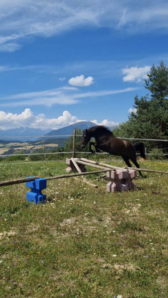 Castrone Origine non conosciuta  In vendita 2018 Nero ,  DUMAN