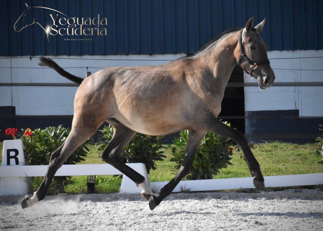Puledro PRE Andaluso In vendita 2024 Grigio ,  Poeta de Susaeta