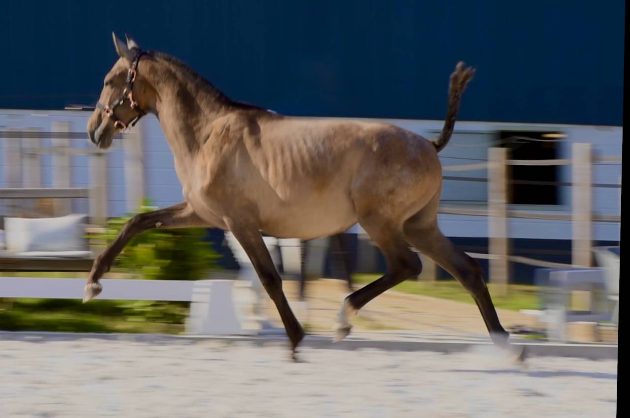 Puledro PRE Andaluso In vendita 2024 Grigio ,  Poeta de Susaeta