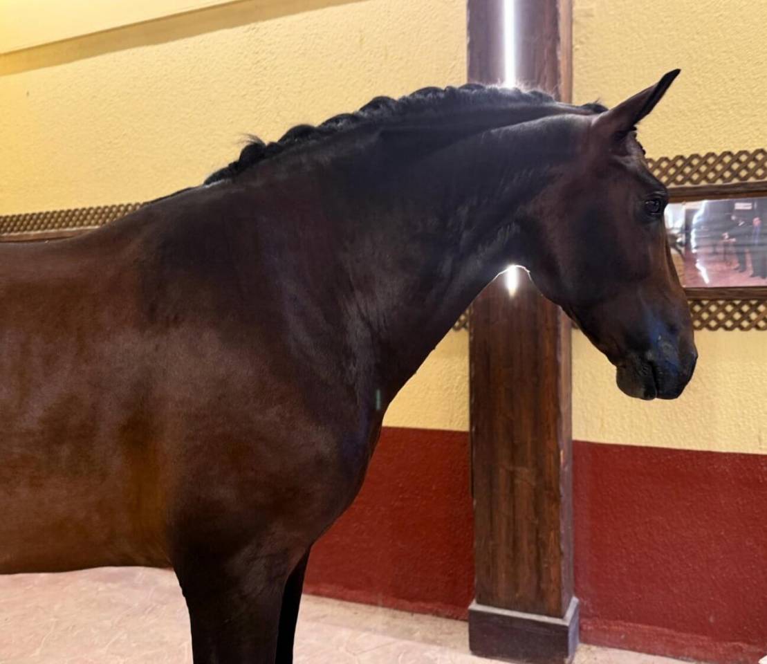 Intero PRE Andaluso In vendita 2020 Baio