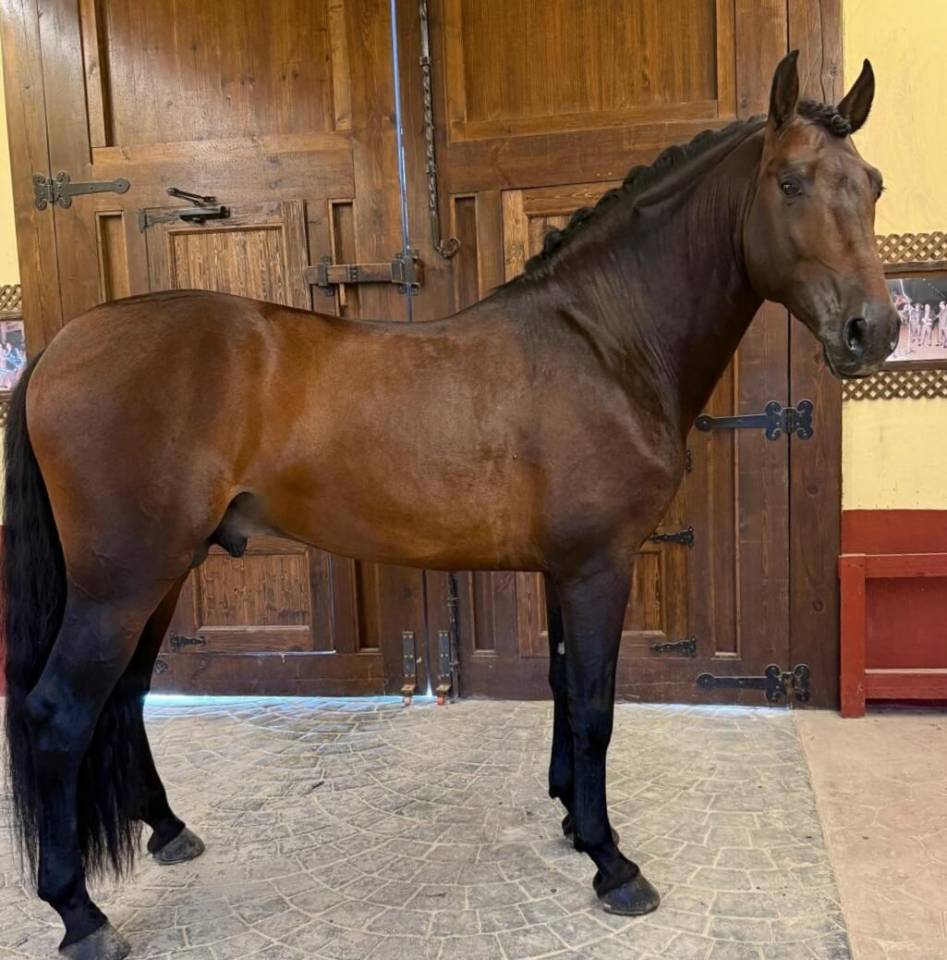 Intero PRE Andaluso In vendita 2020 Baio