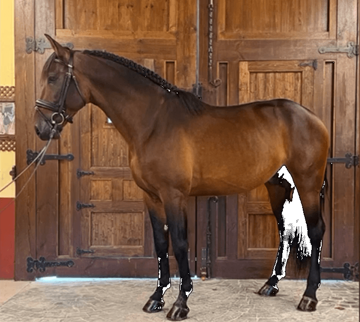 Intero PRE Andaluso In vendita 2020 Baio