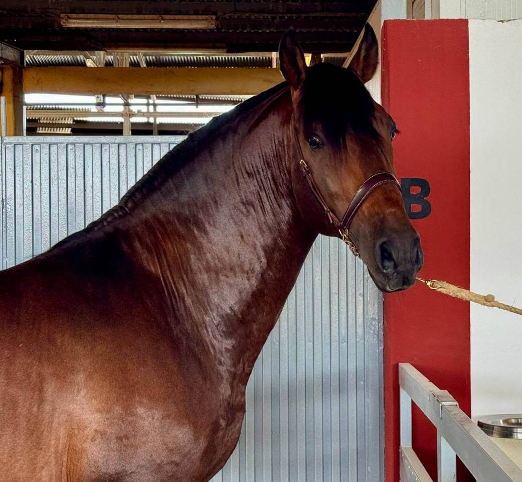 Intero PRE Andaluso In vendita 2020 Baio