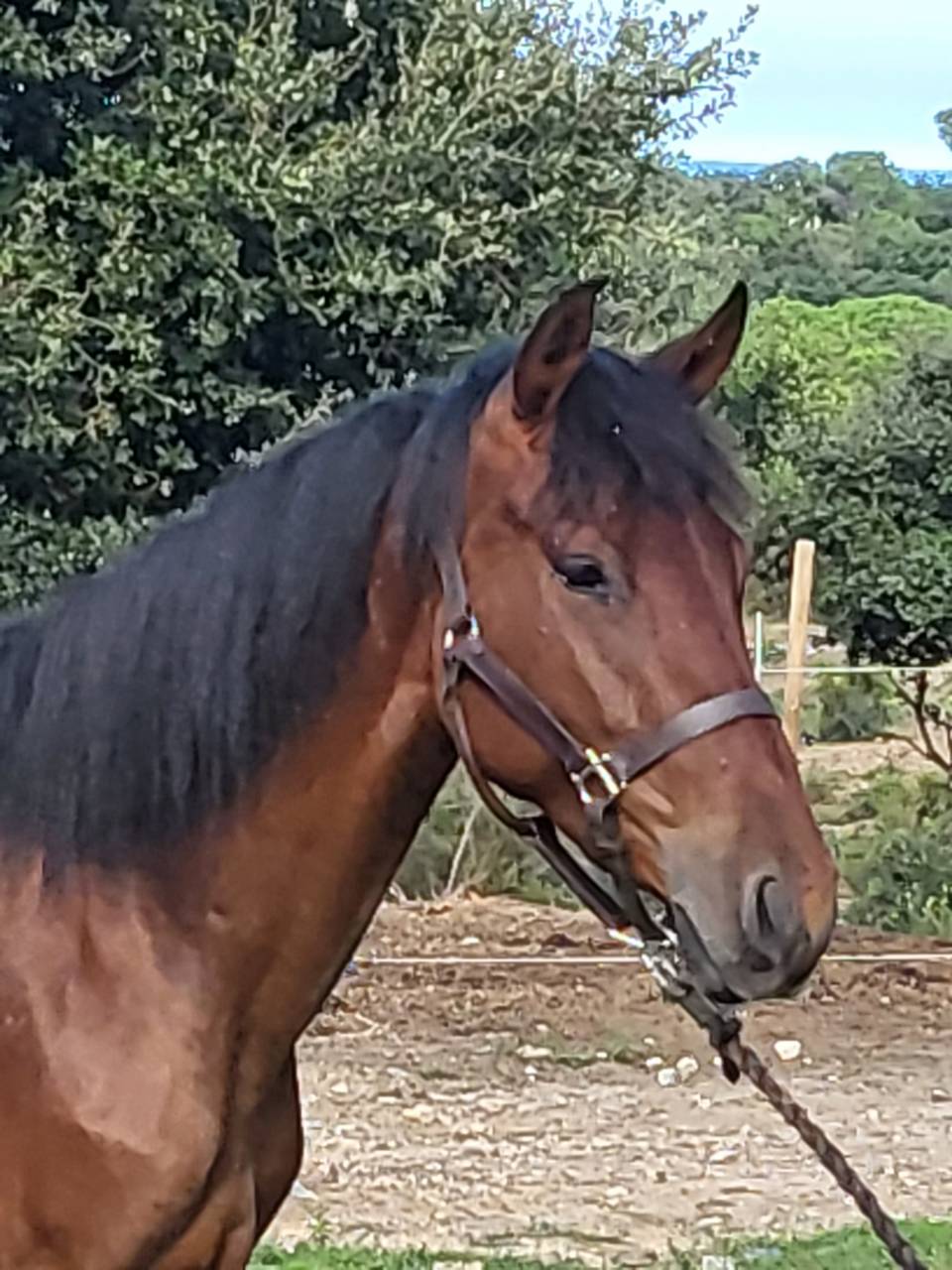 Puledra PRE Andaluso In vendita 2023 Baio ,  Trianero 29