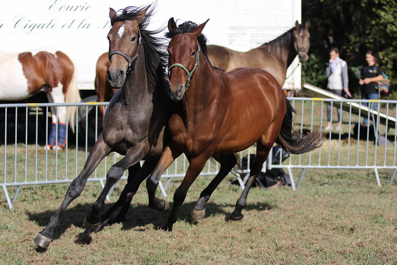 Puledra PRE Andaluso In vendita 2023 Baio ,  Trianero 29