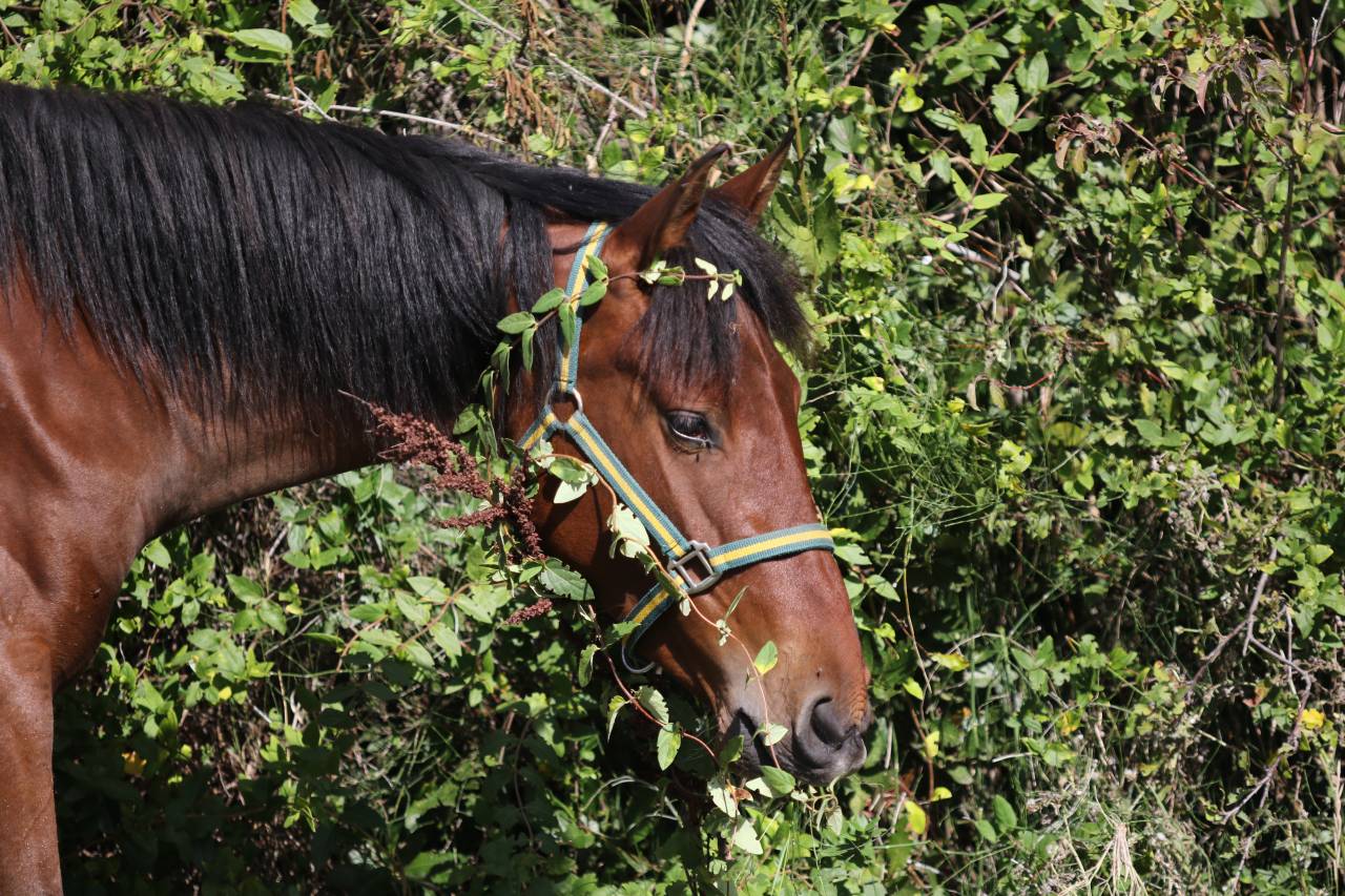 Puledra PRE Andaluso In vendita 2023 Baio ,  Trianero 29