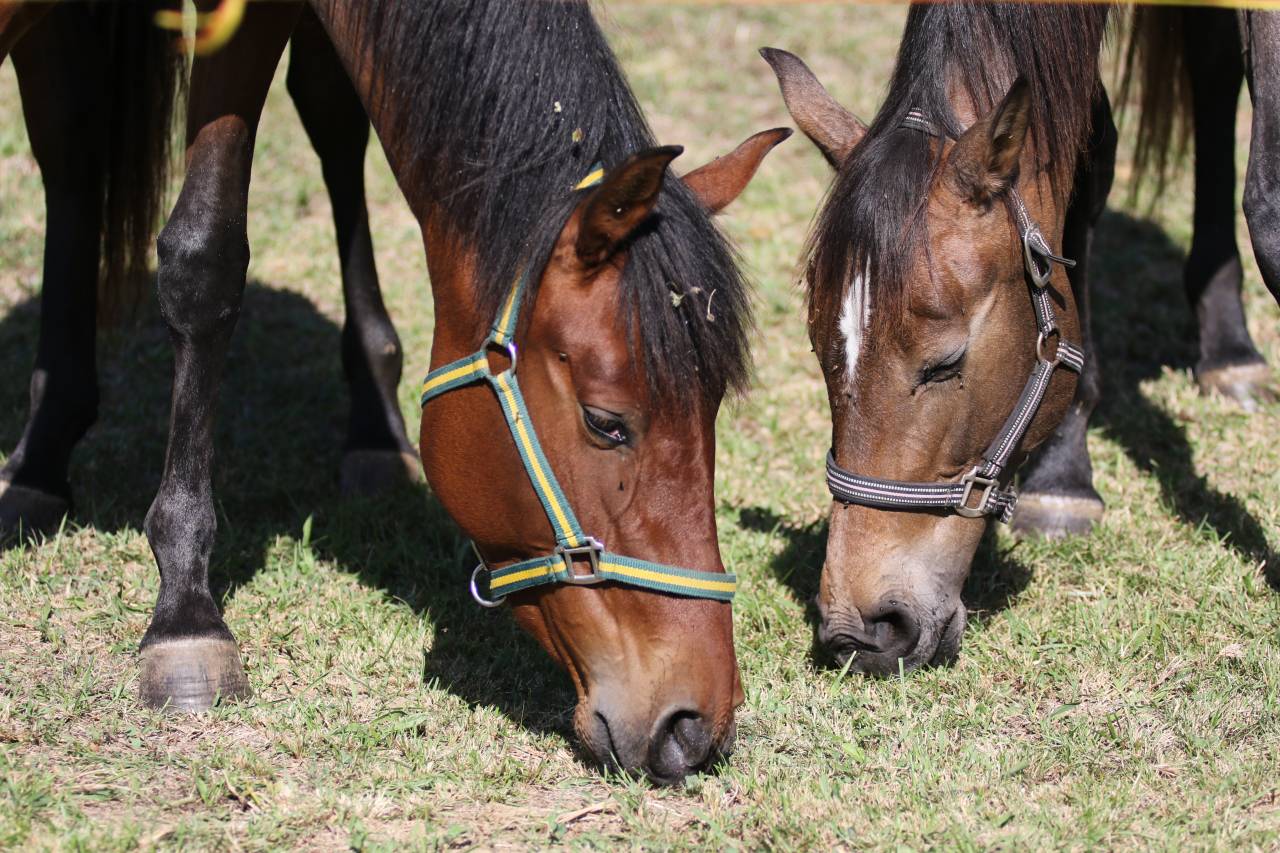 Puledra PRE Andaluso In vendita 2023 Baio ,  Trianero 29