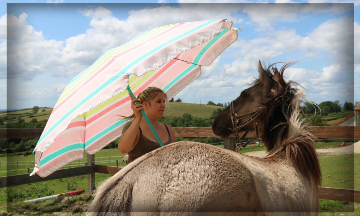 Castrone Origine Non Constatata In vendita 2023 Grullo