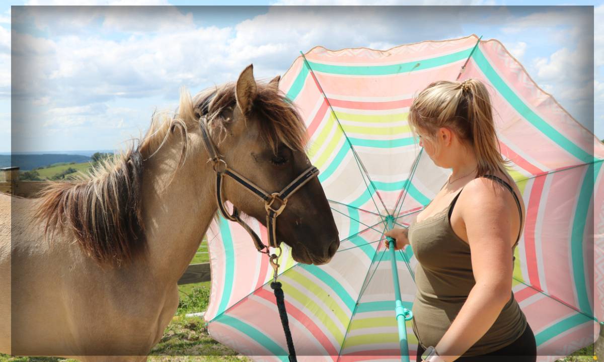 Castrone Origine Non Constatata In vendita 2023 Grullo