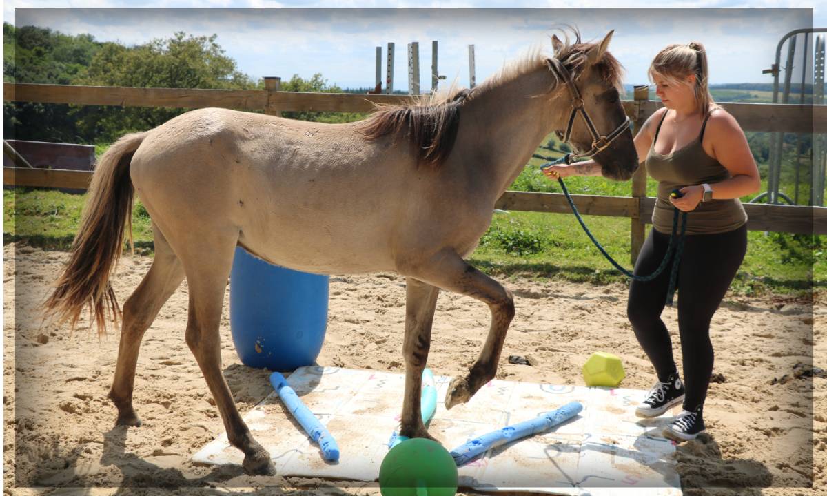 Castrone Origine Non Constatata In vendita 2023 Grullo