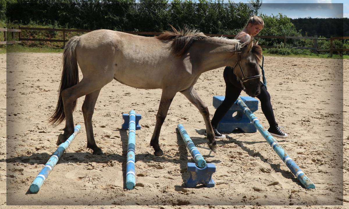 Castrone Origine Non Constatata In vendita 2023 Grullo