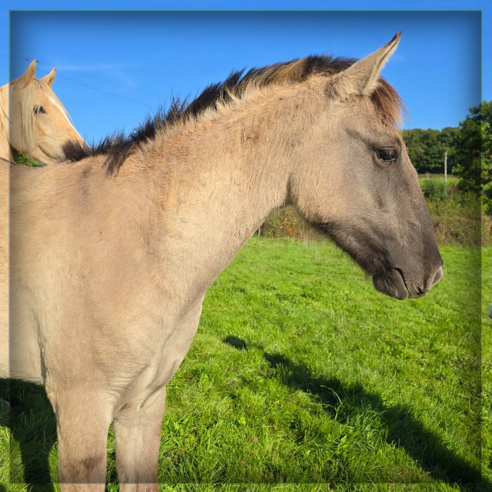 Castrone Origine Non Constatata In vendita 2023 Grullo