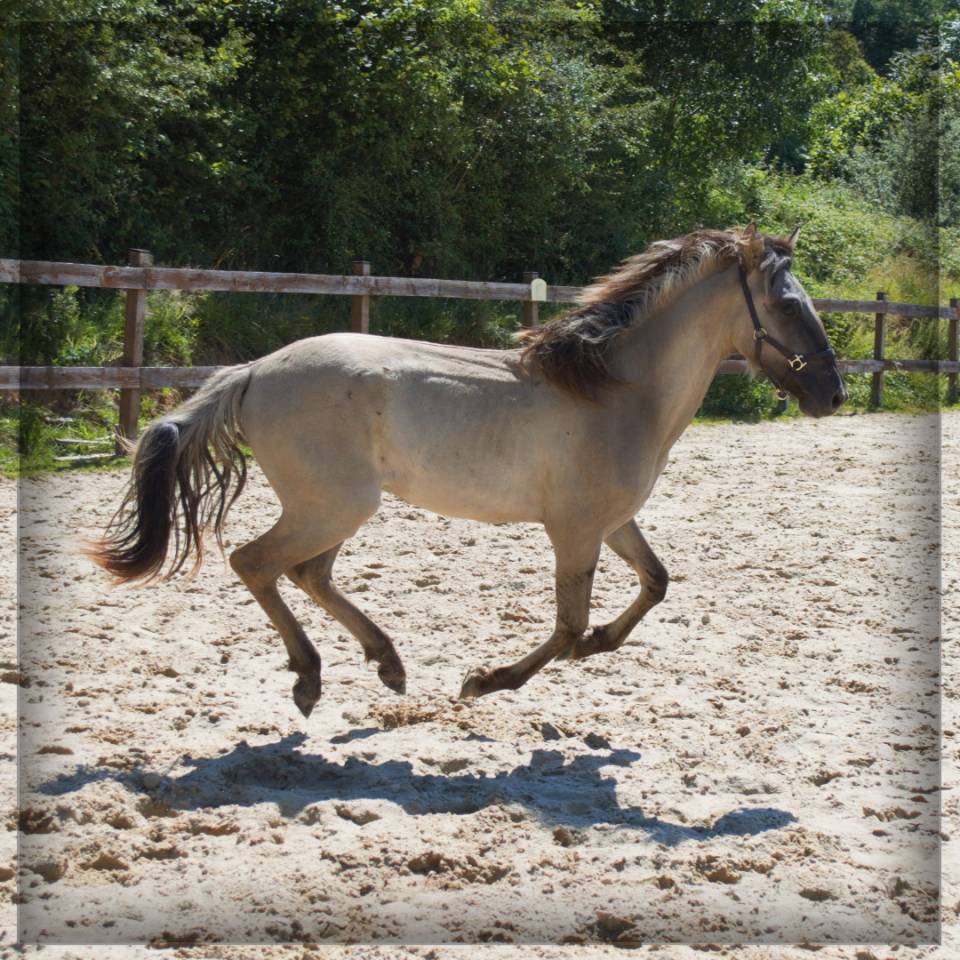 Castrone Origine Non Constatata In vendita 2023 Grullo