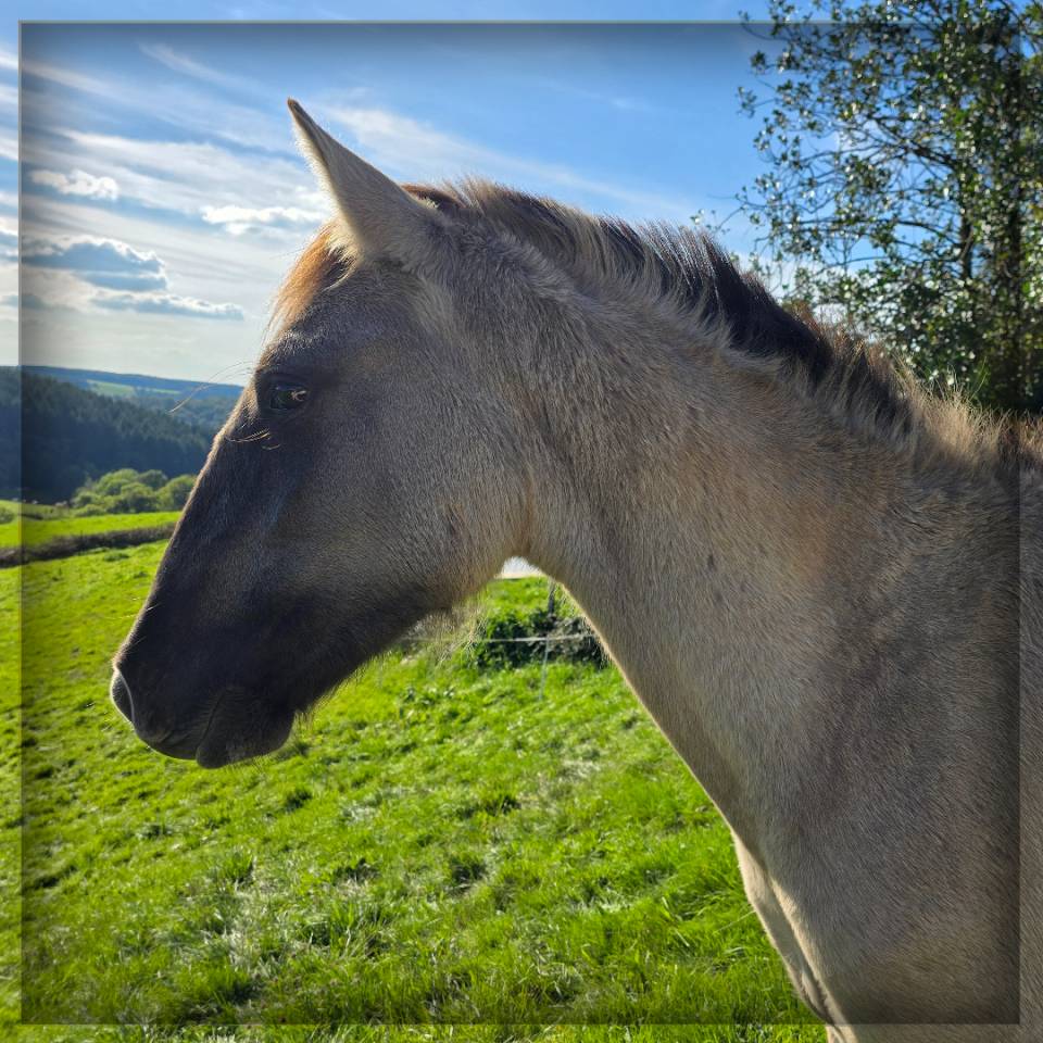 Castrone Origine Non Constatata In vendita 2023 Grullo