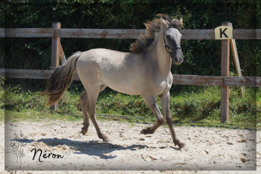 Castrone Origine Non Constatata In vendita 2023 Grullo