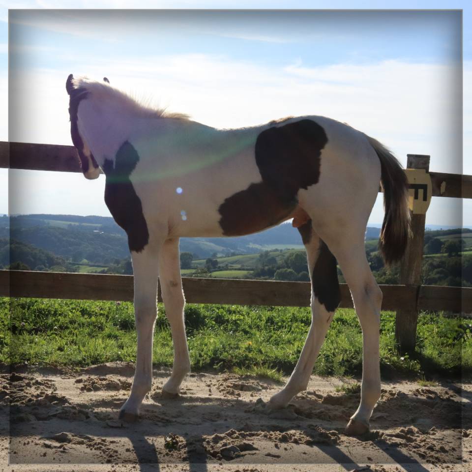 Puledro Sella Francese In vendita 2025 Pezzato ,  ROCCOSSIFRED