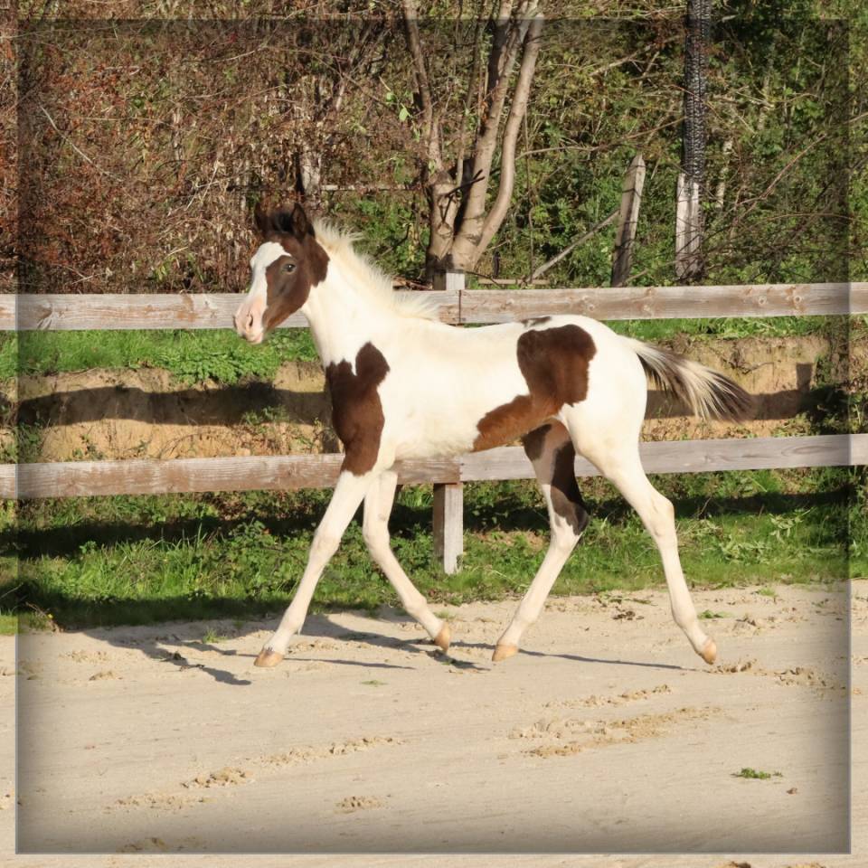 Puledro Sella Francese In vendita 2025 Pezzato ,  ROCCOSSIFRED