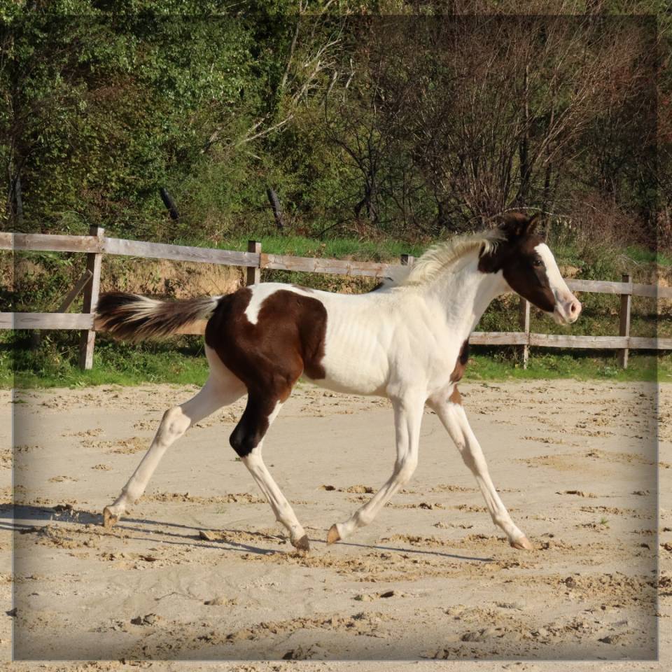 Puledro Sella Francese In vendita 2025 Pezzato ,  ROCCOSSIFRED