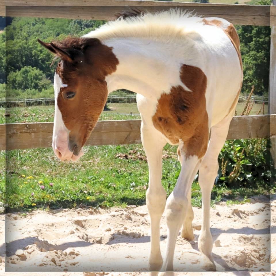 Puledro Sella Francese In vendita 2025 Pezzato ,  ROCCOSSIFRED