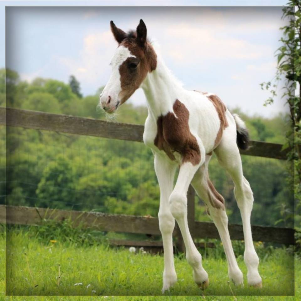 Puledro Sella Francese In vendita 2025 Pezzato ,  ROCCOSSIFRED