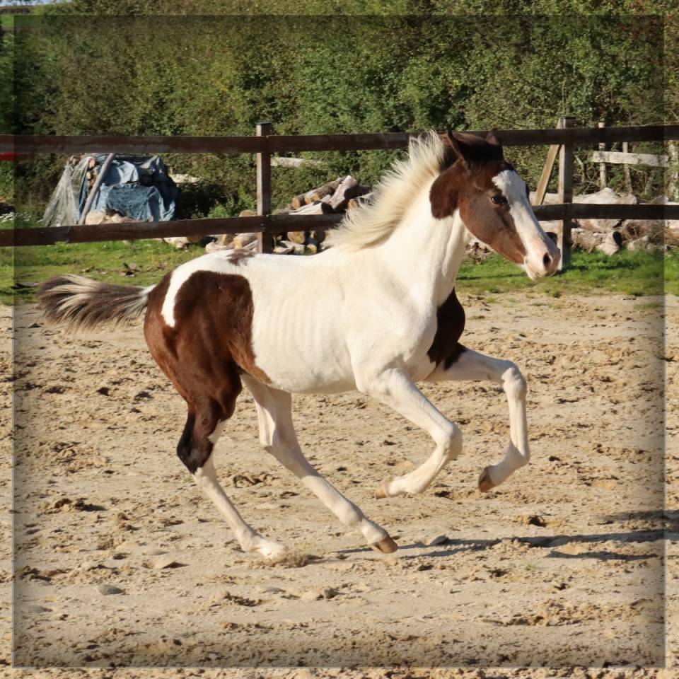 Puledro Sella Francese In vendita 2025 Pezzato ,  ROCCOSSIFRED