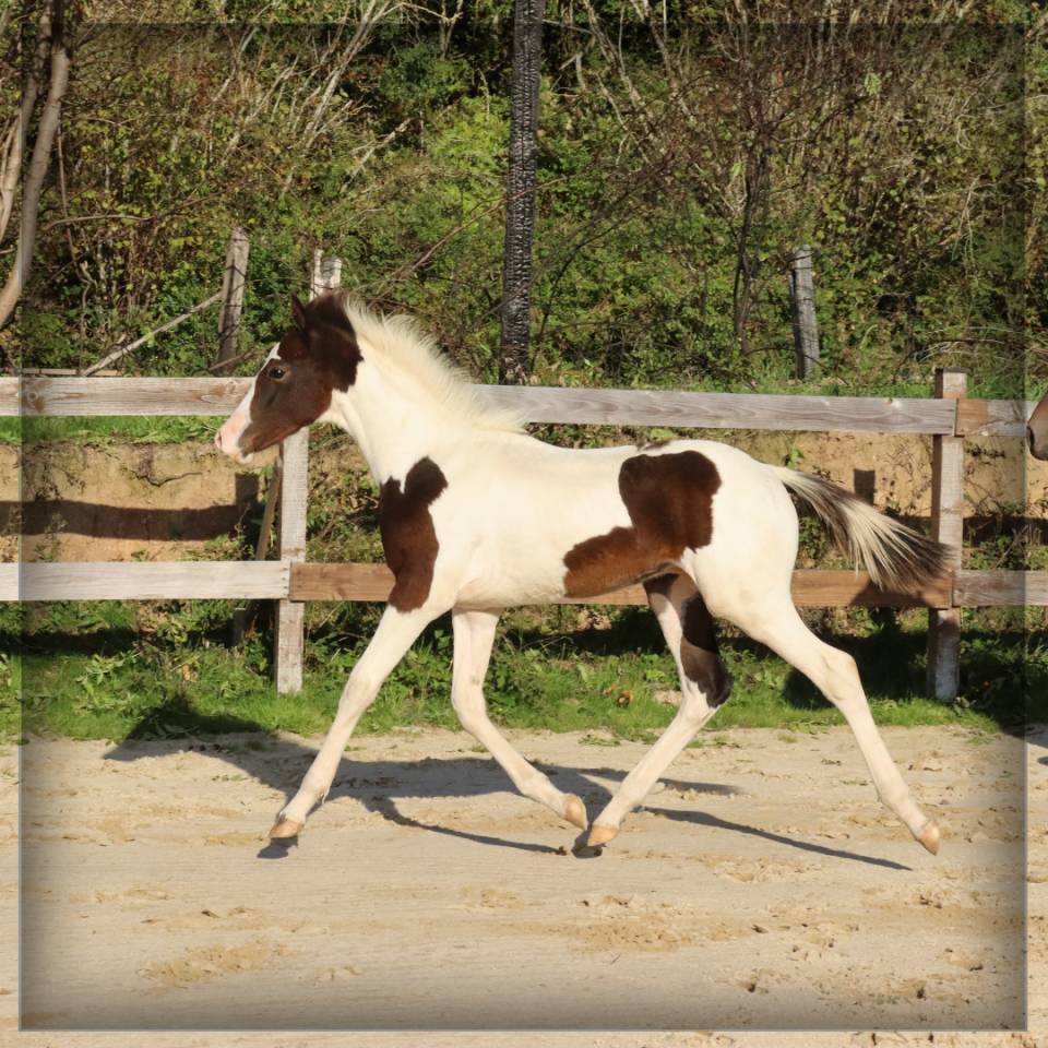 Puledro Sella Francese In vendita 2025 Pezzato ,  ROCCOSSIFRED