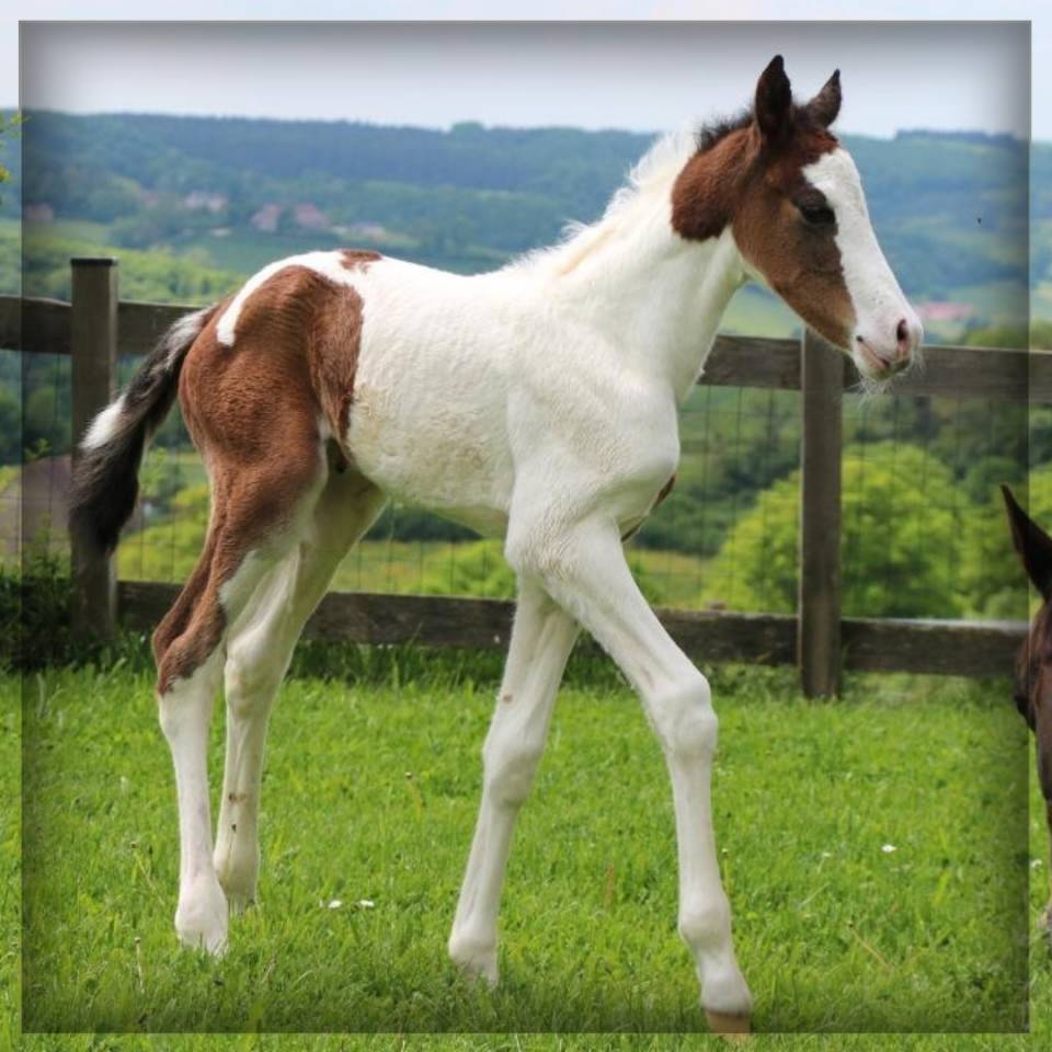 Puledro Sella Francese In vendita 2025 Pezzato ,  ROCCOSSIFRED