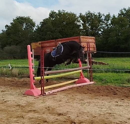 Castrone Connemara In vendita 2021 Nero ,  TITUS DE LIAF