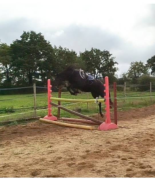 Castrone Connemara In vendita 2021 Nero ,  TITUS DE LIAF