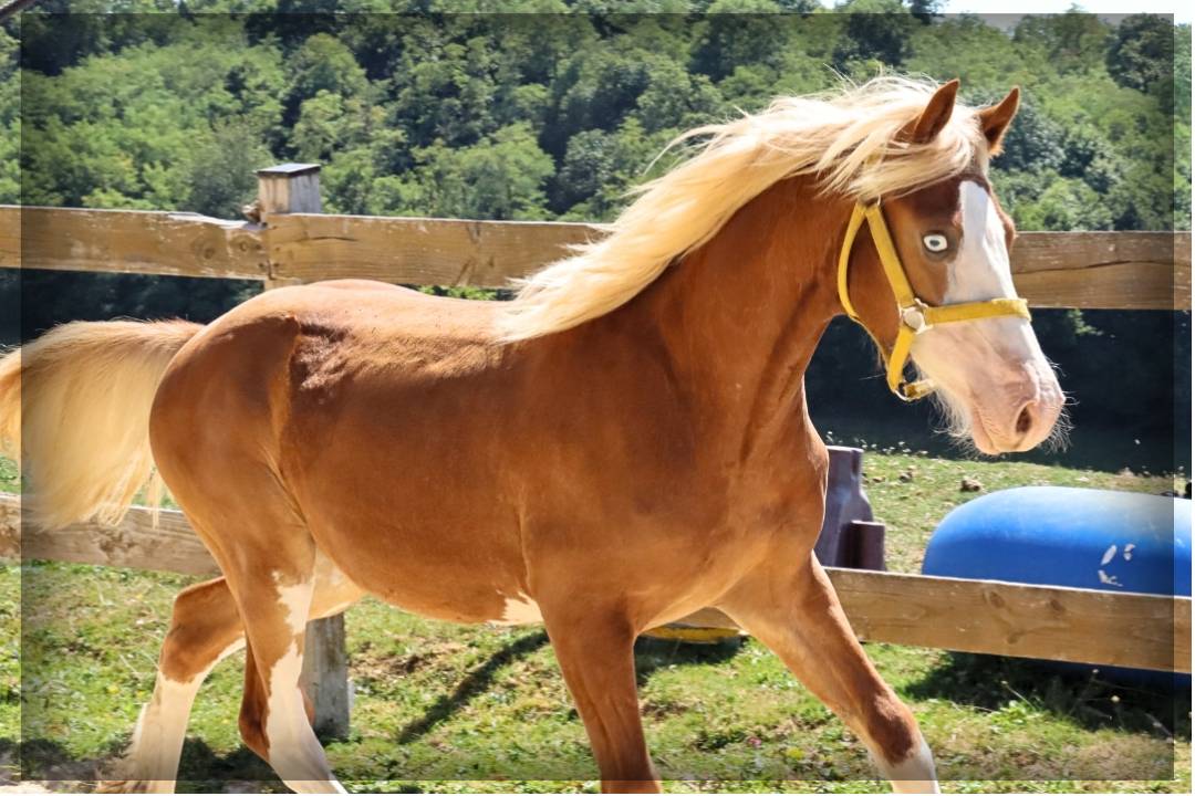 Intero Welsh Poney (Sezione D), Welsh Cob  In vendita 2024 Sauro ,  Easy Boy de Maïka