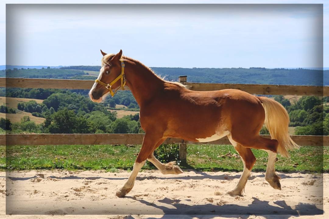 Intero Welsh Poney (Sezione D), Welsh Cob  In vendita 2024 Sauro ,  Easy Boy de Maïka