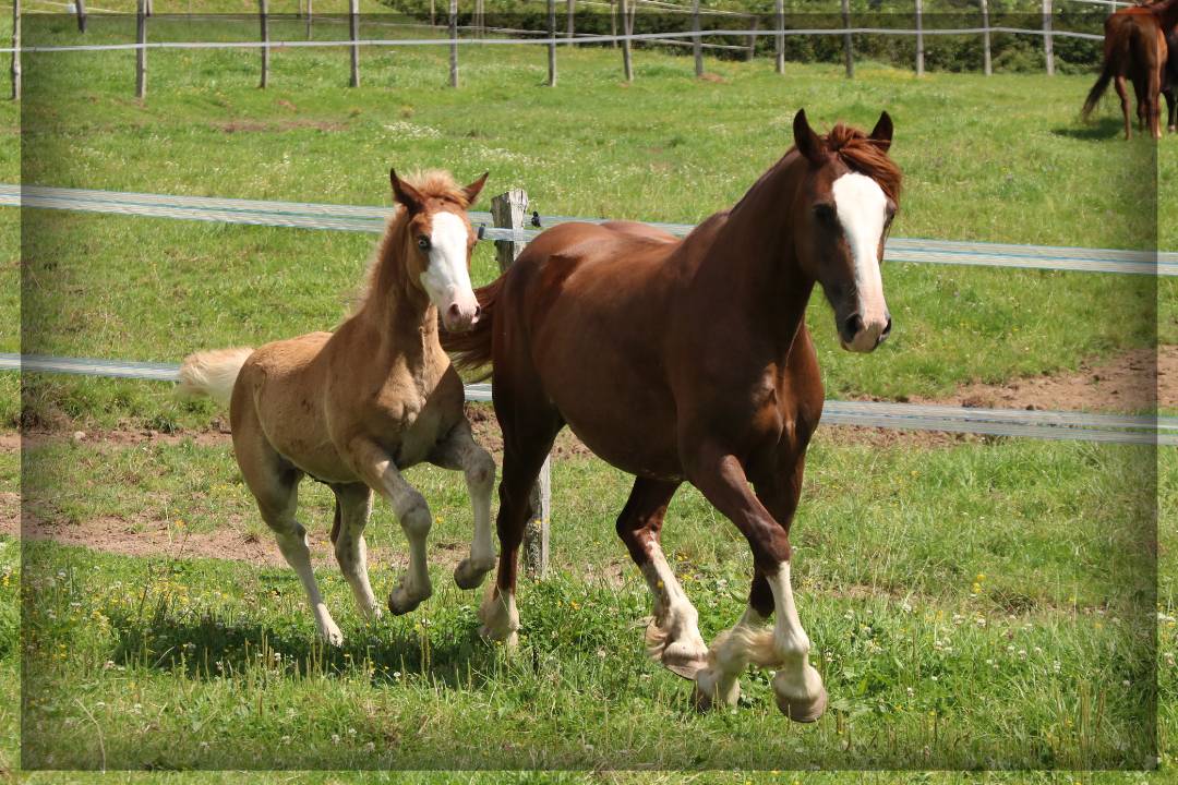 Intero Welsh Poney (Sezione D), Welsh Cob  In vendita 2024 Sauro ,  Easy Boy de Maïka