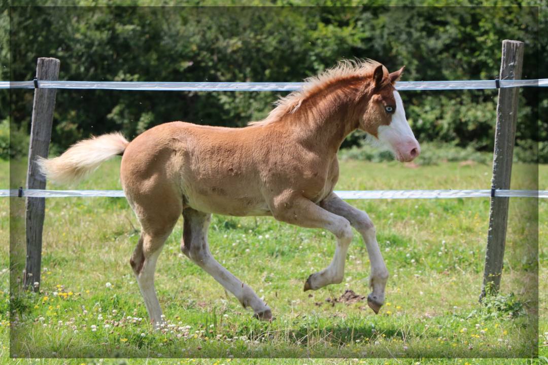 Intero Welsh Poney (Sezione D), Welsh Cob  In vendita 2024 Sauro ,  Easy Boy de Maïka
