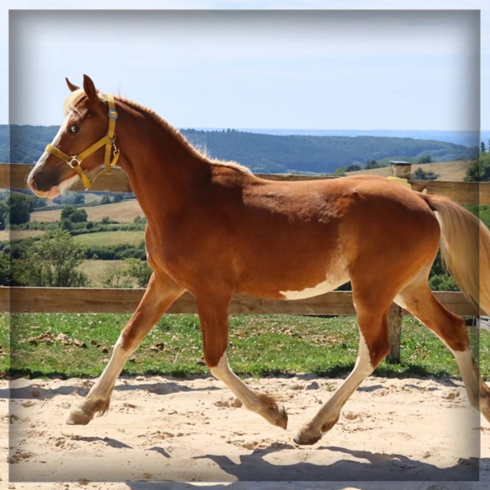 Intero Welsh Poney (Sezione D), Welsh Cob  In vendita 2024 Sauro ,  Easy Boy de Maïka