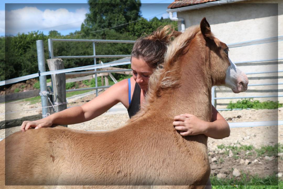Intero Welsh Poney (Sezione D), Welsh Cob  In vendita 2024 Sauro ,  Easy Boy de Maïka