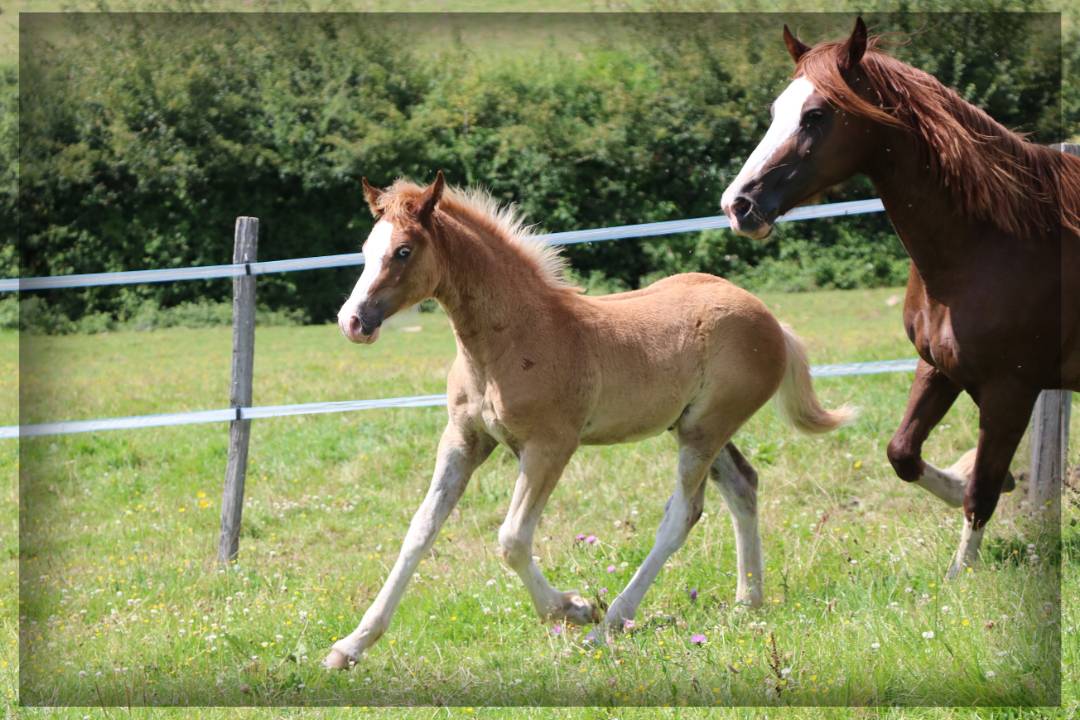 Intero Welsh Poney (Sezione D), Welsh Cob  In vendita 2024 Sauro ,  Easy Boy de Maïka