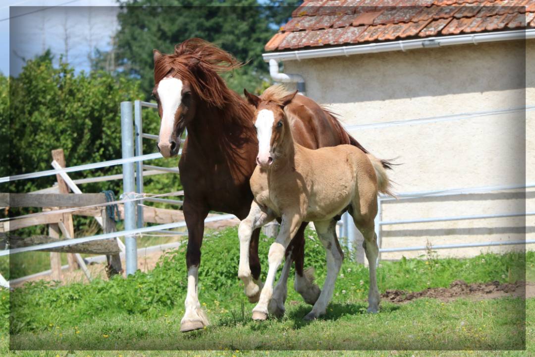 Intero Welsh Poney (Sezione D), Welsh Cob  In vendita 2024 Sauro ,  Easy Boy de Maïka