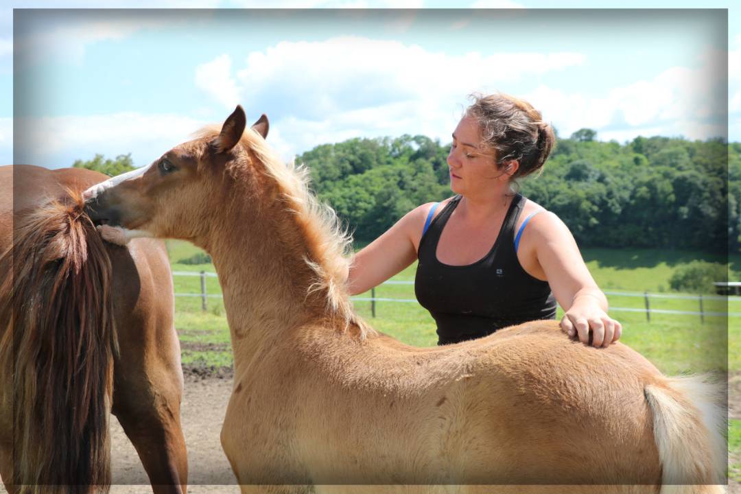 Intero Welsh Poney (Sezione D), Welsh Cob  In vendita 2024 Sauro ,  Easy Boy de Maïka
