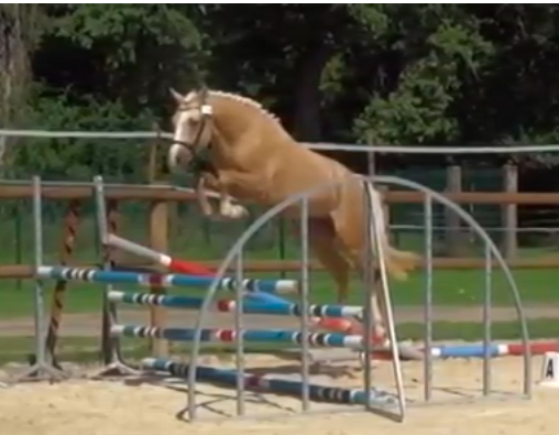 Puledra Origine non conosciuta  In vendita 2025 Baio ,  ETASUNI des COLLIERES