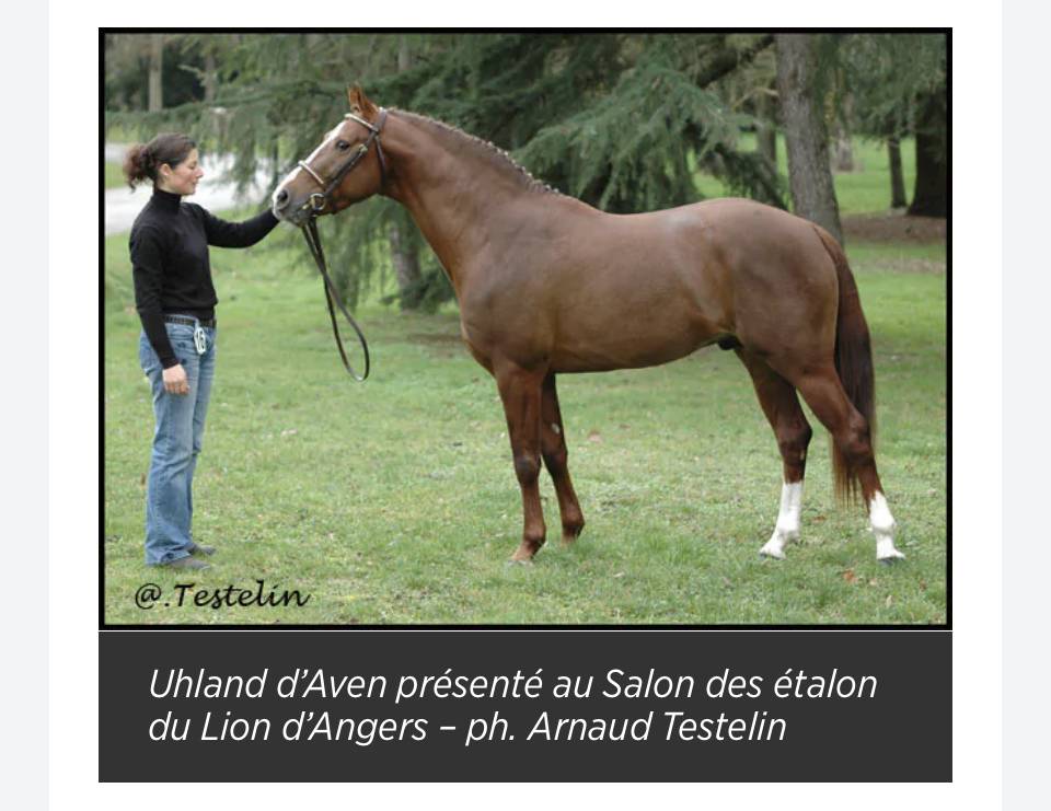 Puledra Origine non conosciuta  In vendita 2025 Baio ,  ETASUNI des COLLIERES