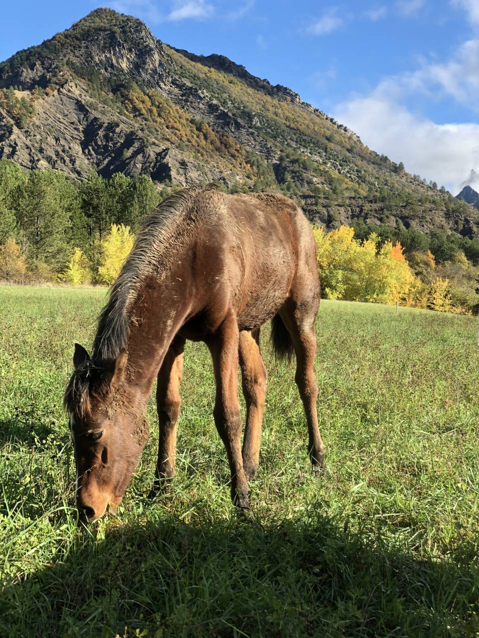 Puledra Origine non conosciuta  In vendita 2025 Baio ,  ETASUNI des COLLIERES