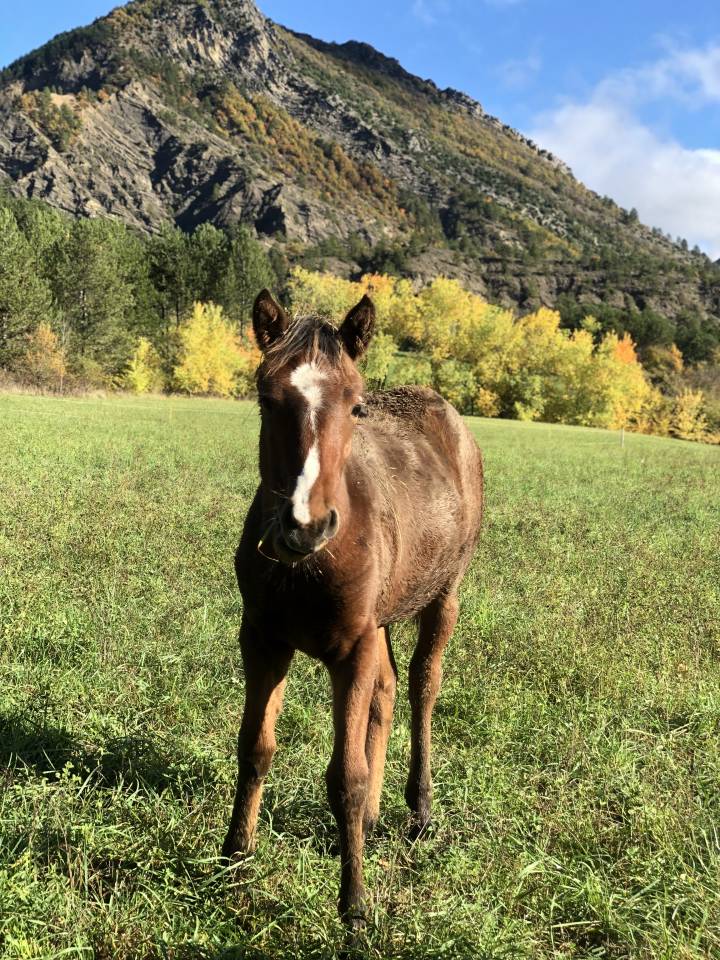 Puledra Origine non conosciuta  In vendita 2025 Baio ,  ETASUNI des COLLIERES